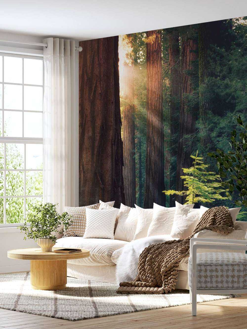 Solljus mellan mahognyträden