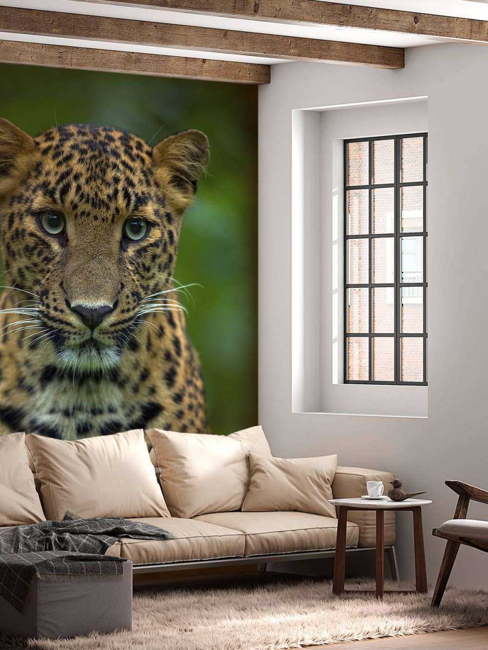 Fokuserad leopard