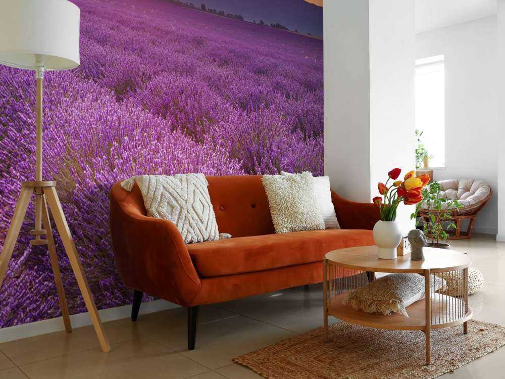 Fält full av lavendel
