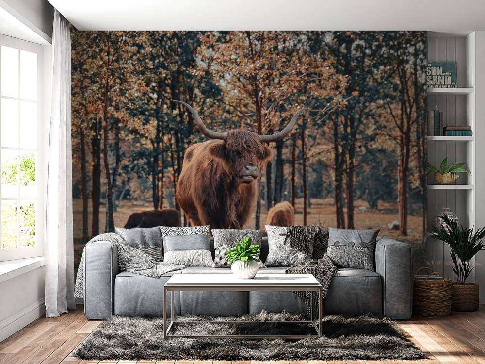 Skotsk highlander i udkanten af skoven