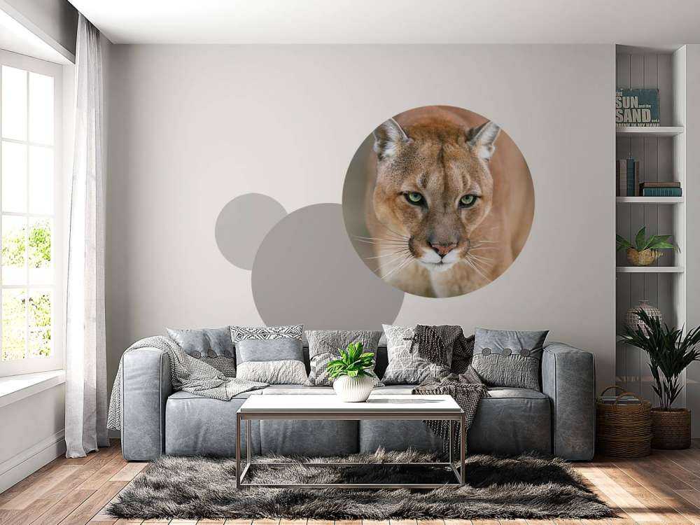 Puma nærbillede