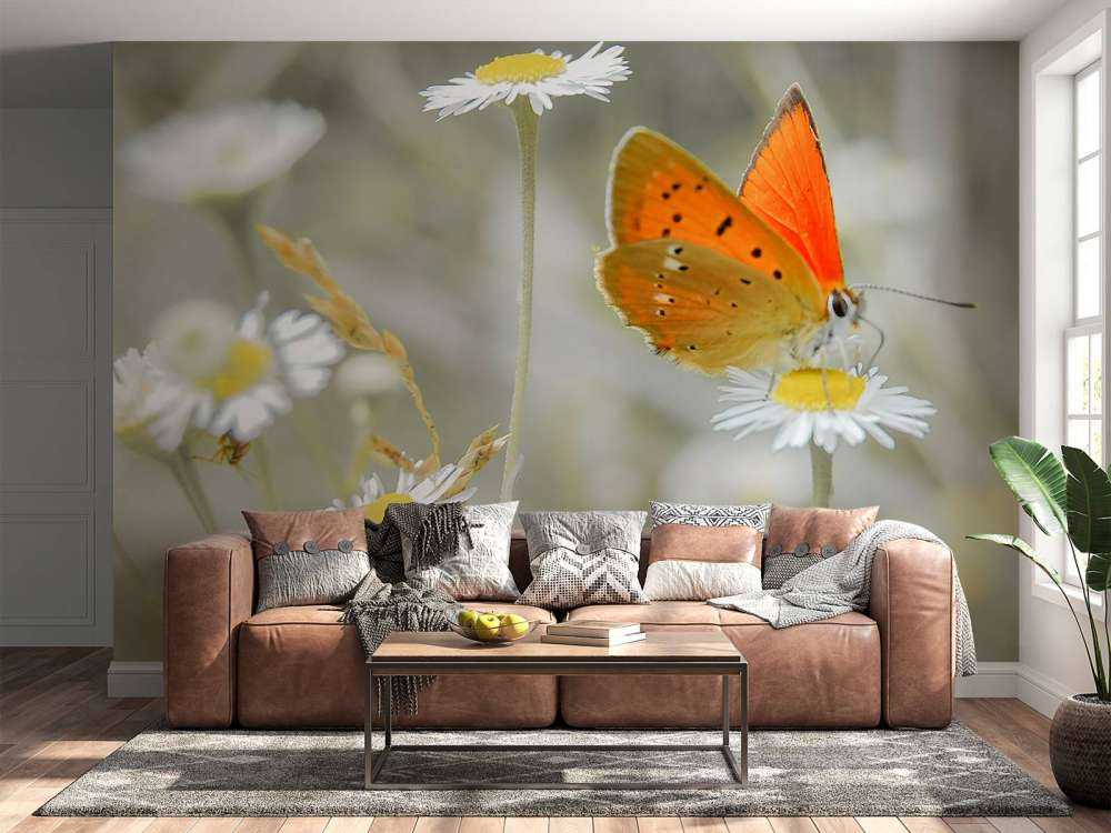 Tusindfryd og orange sommerfugl