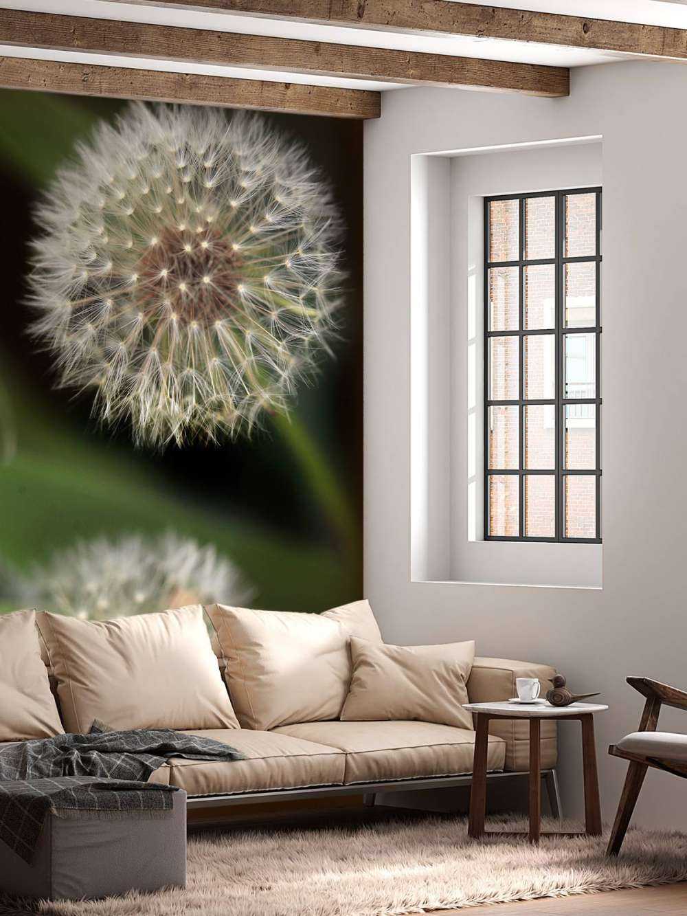 Nærbillede af mælkebøtter