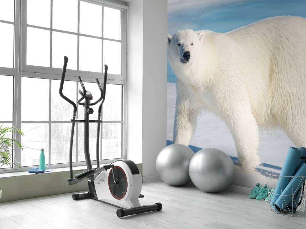Isbjørn