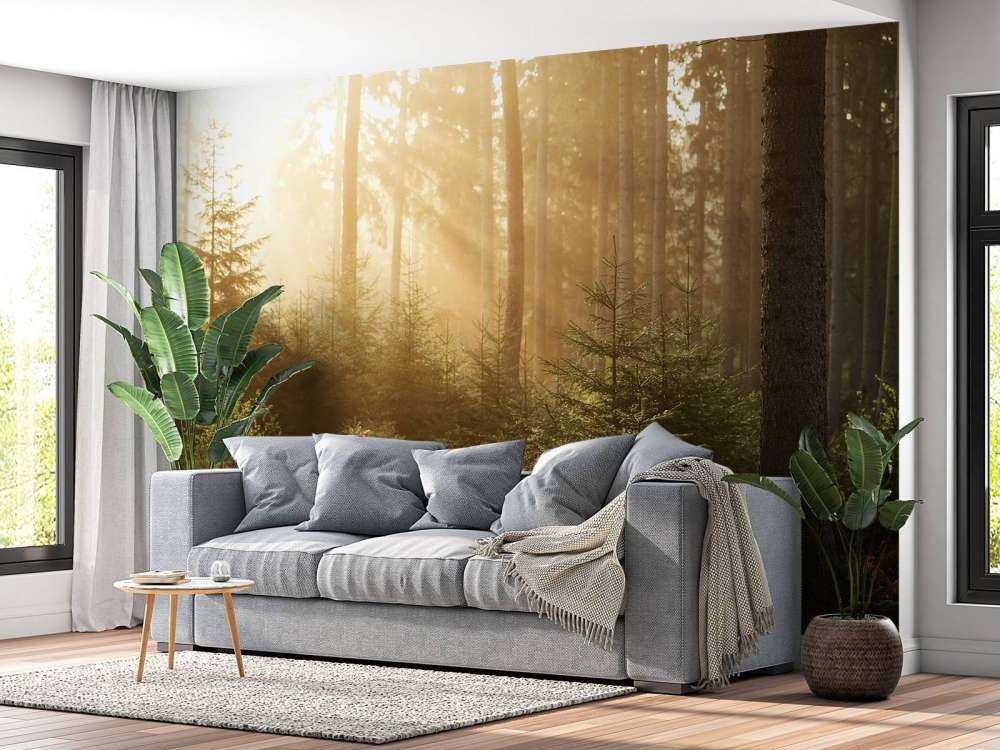 Solstråler gjennom skogen