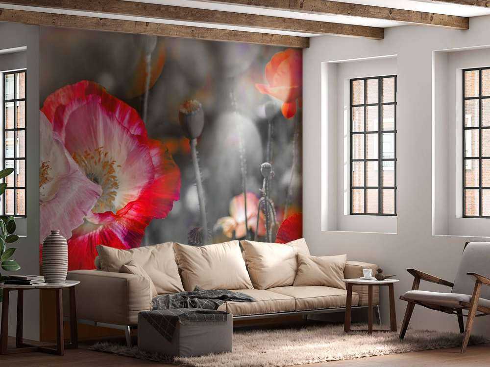 Valmuer i svart, hvitt, rødt