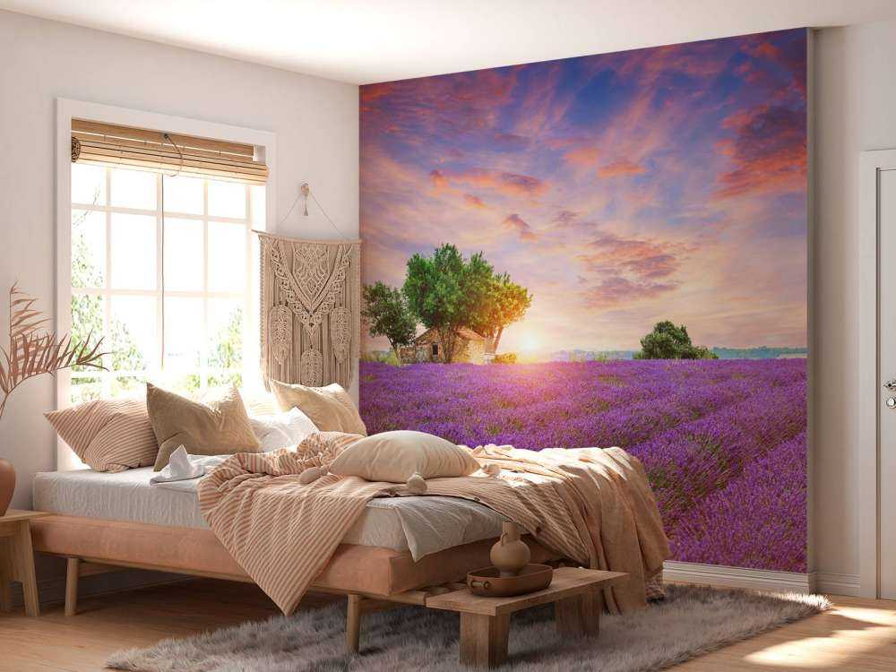 Lavendelåker under soloppgang