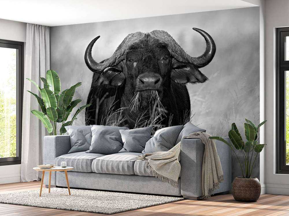 Buffalo i sort og hvid