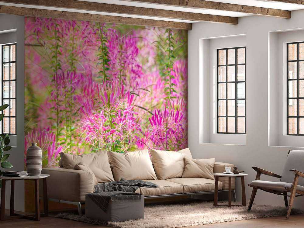 Cleome-blomster
