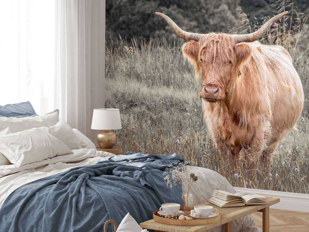 Scottish Highlander i marken