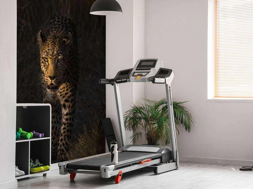 Leopard med solnedgång