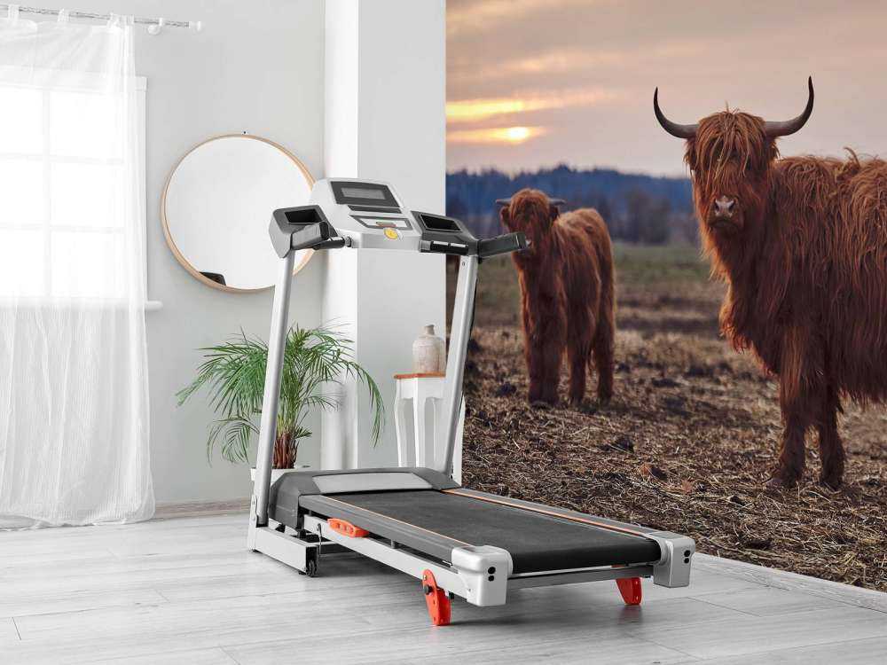 Skotsk hoglandare i ängen