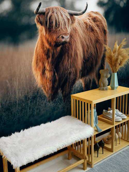 Porträtt av nötkreatur från Highland
