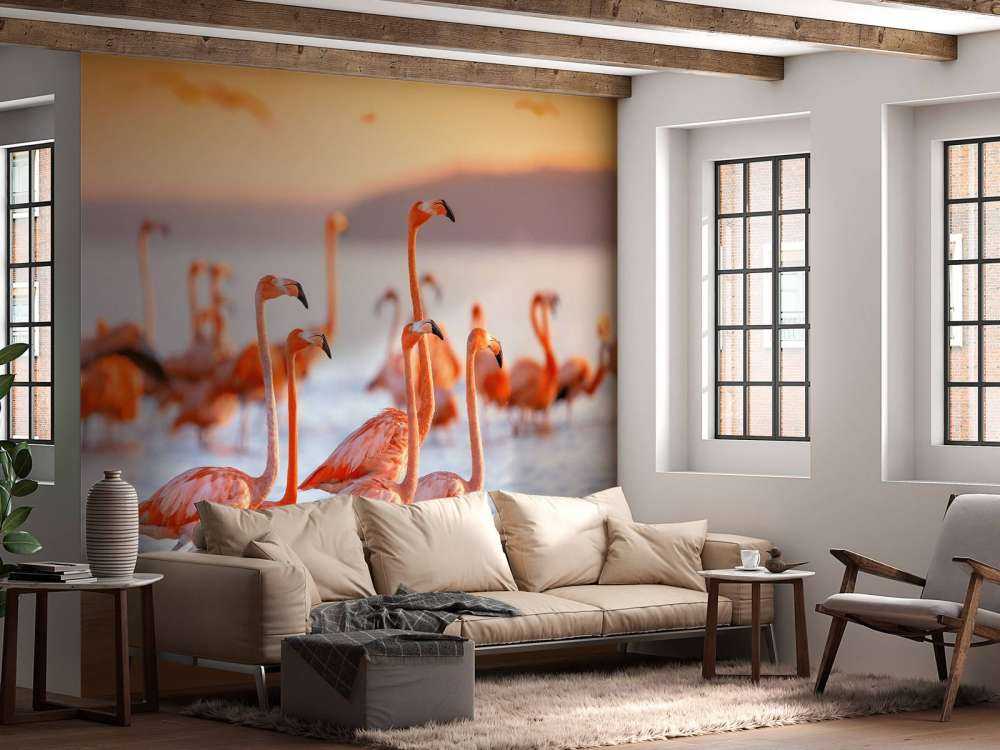 Stirande flamingos