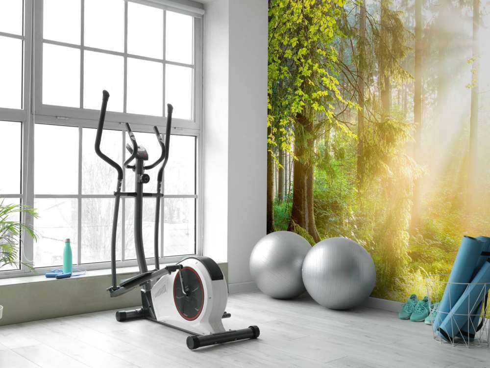 Skoglandskap på soluppgång