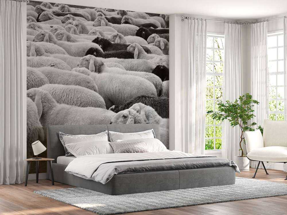 Svarta och vita får