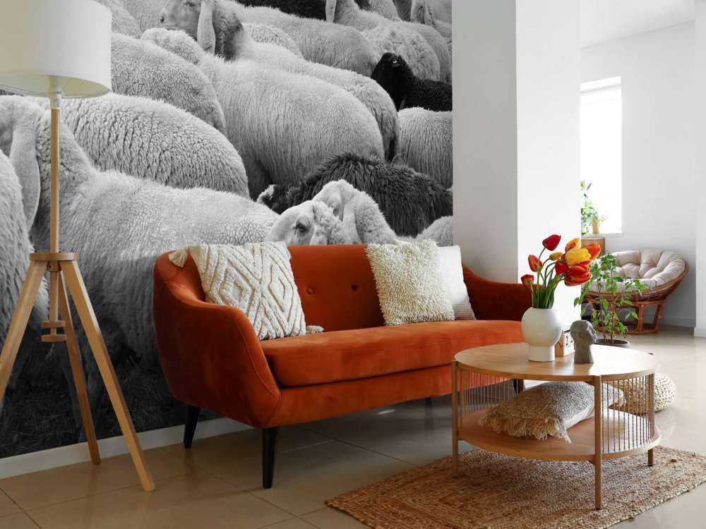 Svarta och vita får