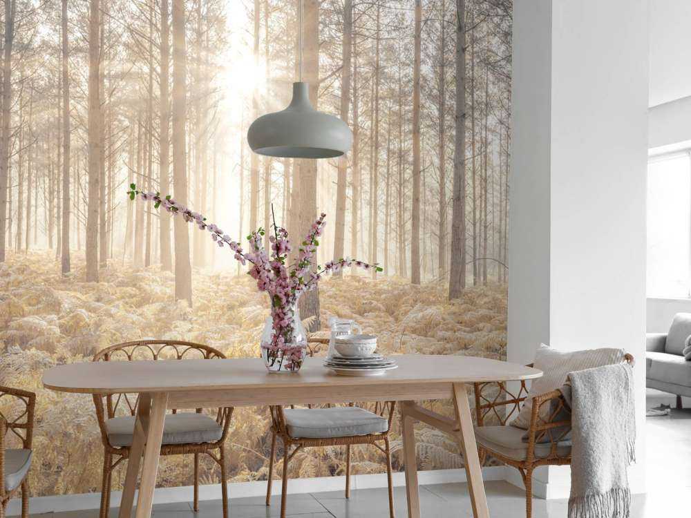 Solstrålar i den kalla skogen