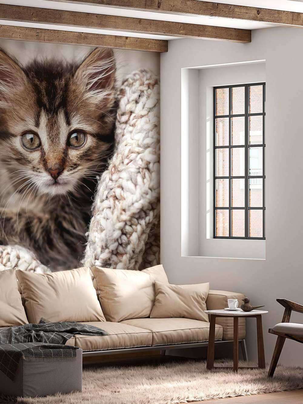 Katt i en filt