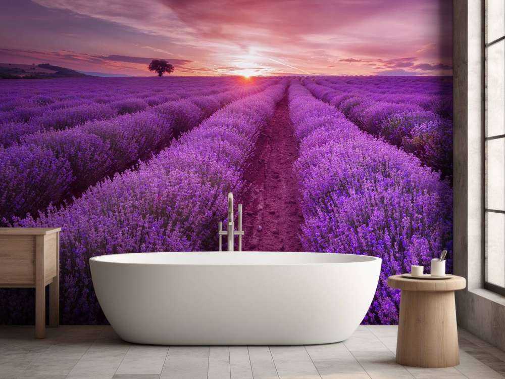 Fält fullt med lavendel