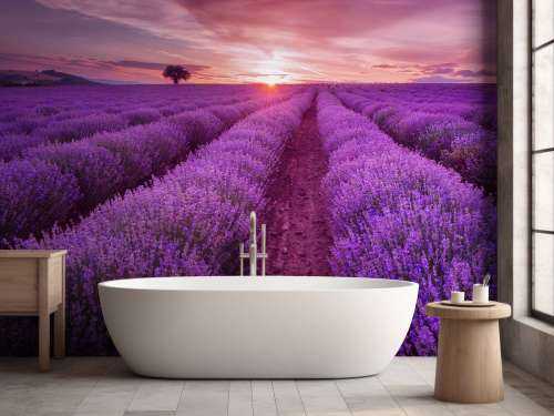 Fält fullt med lavendel