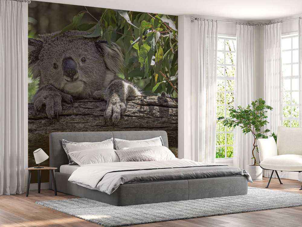 Söt koala