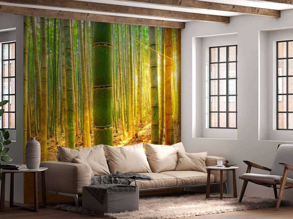 Bambuskog i soluppgång