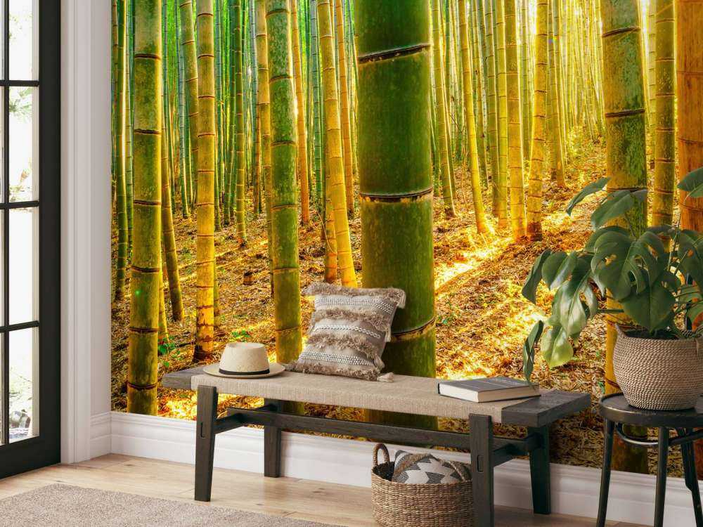 Bambuskog i soluppgång