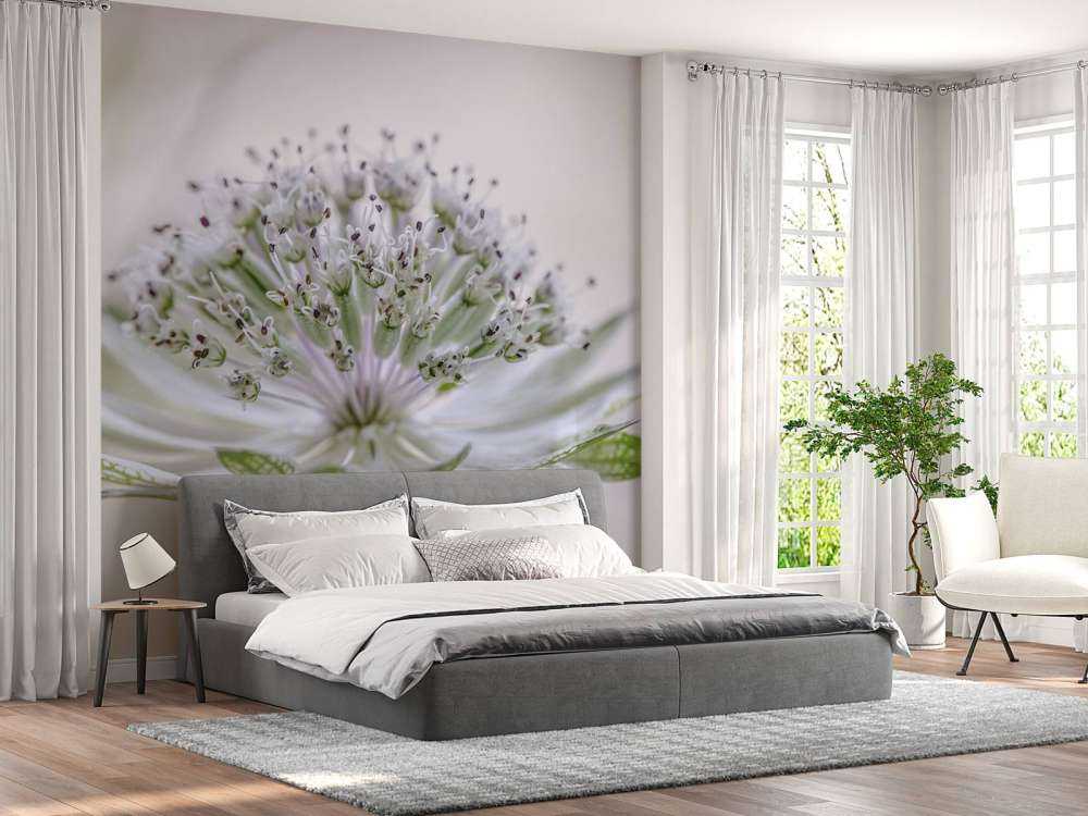 Astrantia