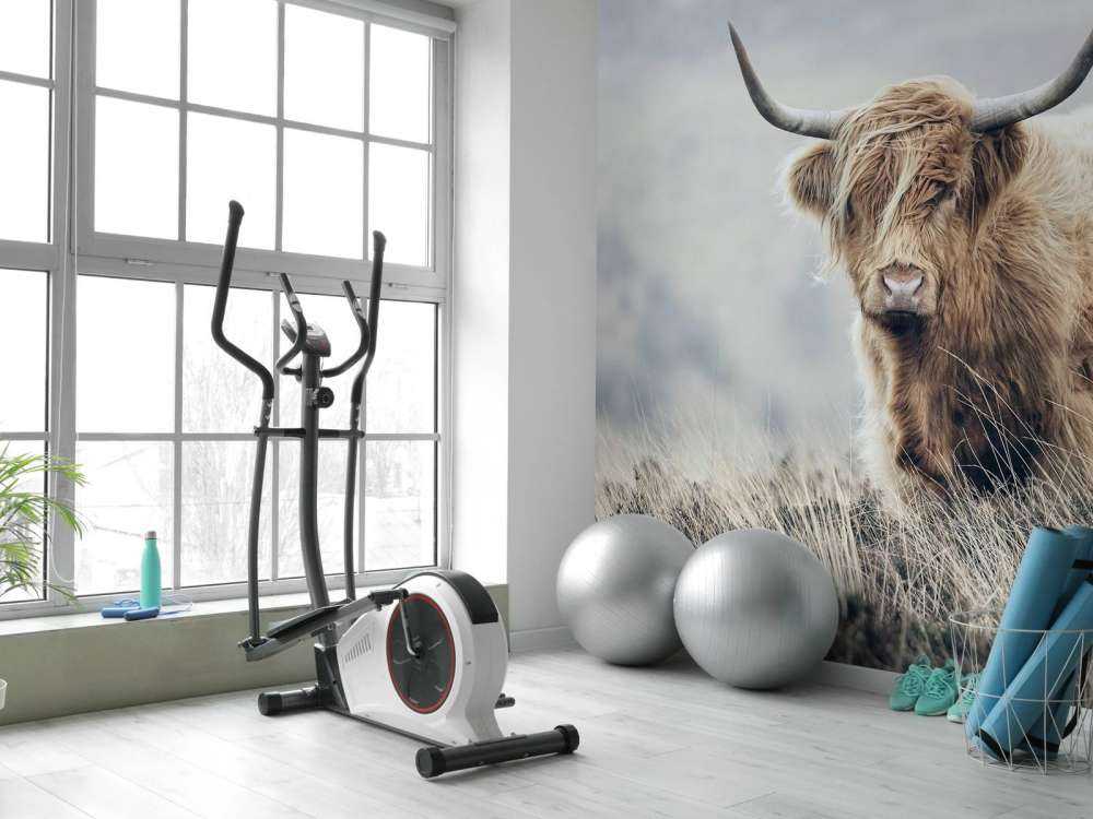 Scottish højlander i naturen