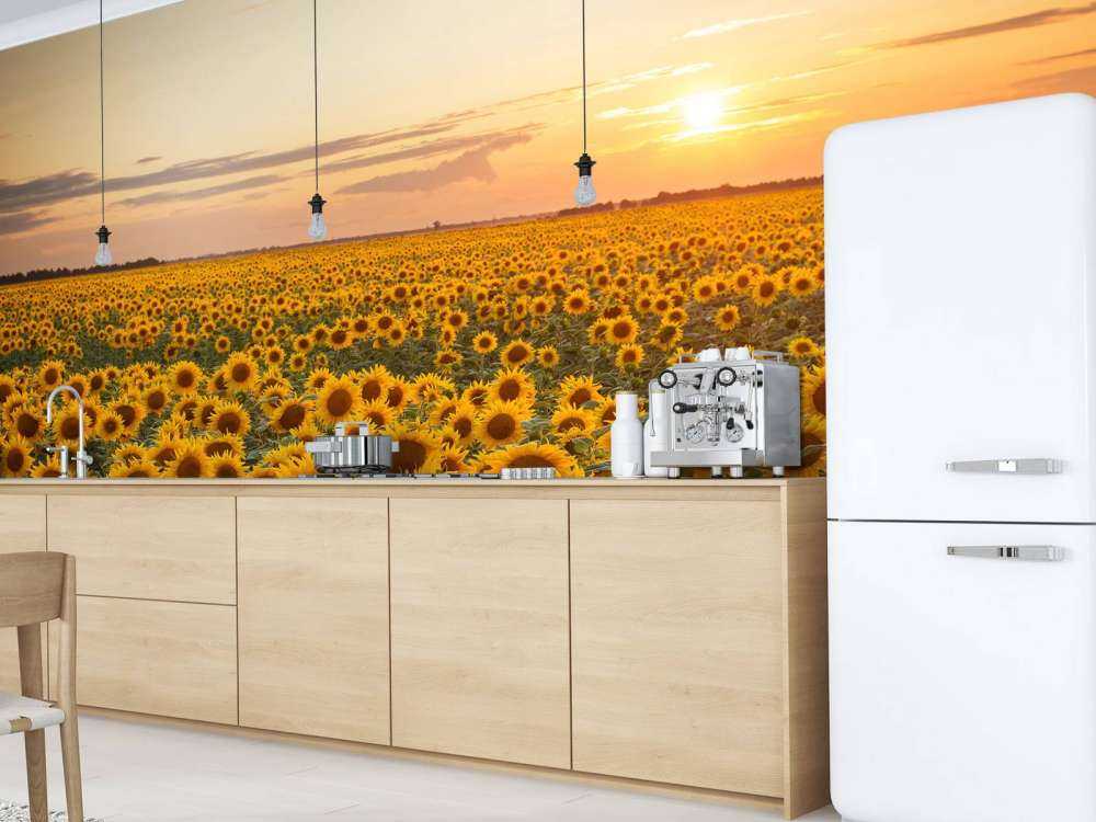 Solsikke felt med solnedgang