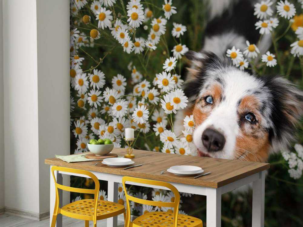 Australsk hyrde blandt blomster