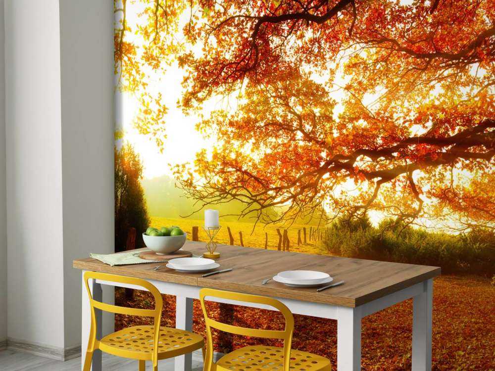 Efterår landskab med skov og eng