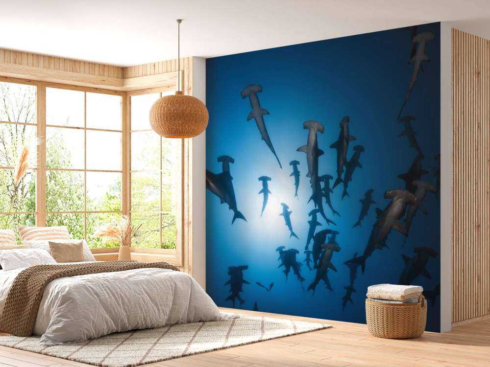 Hammerhead Shark - undervandsfotografering