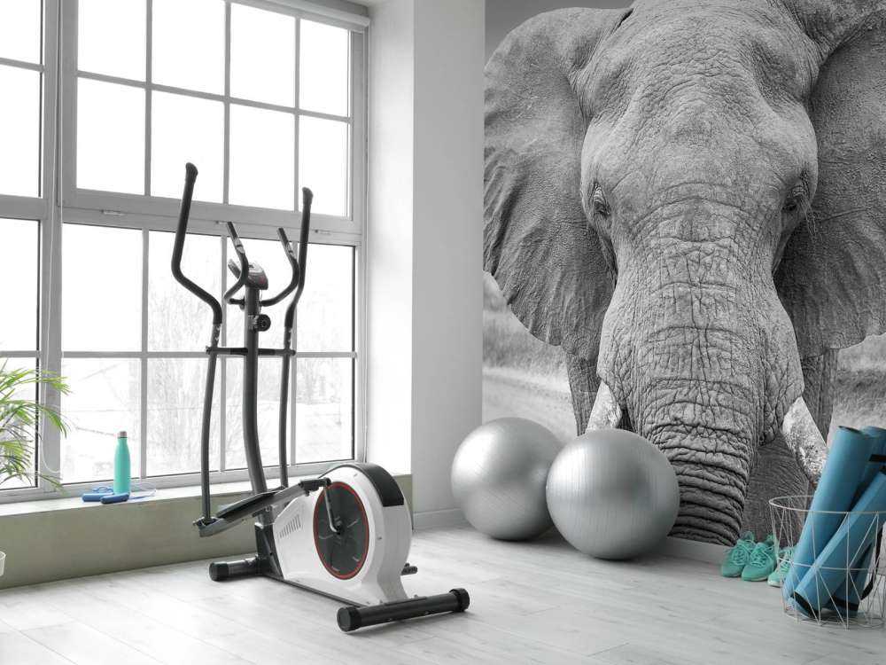 Elefant svart og hvitt