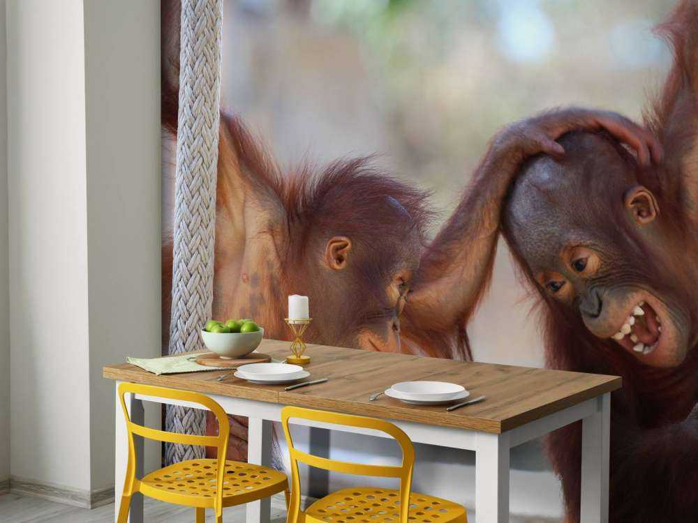 Baby orangutanger