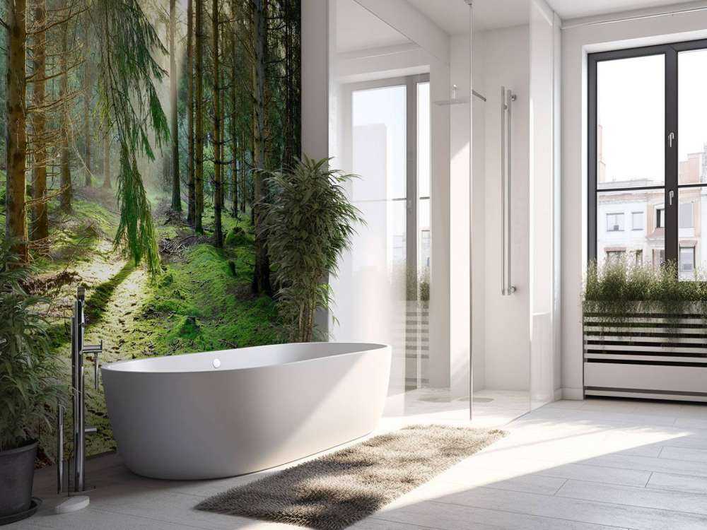 Barskog i morgensolen