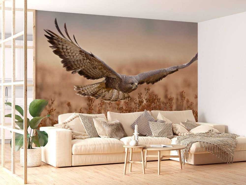 Common Buzzard