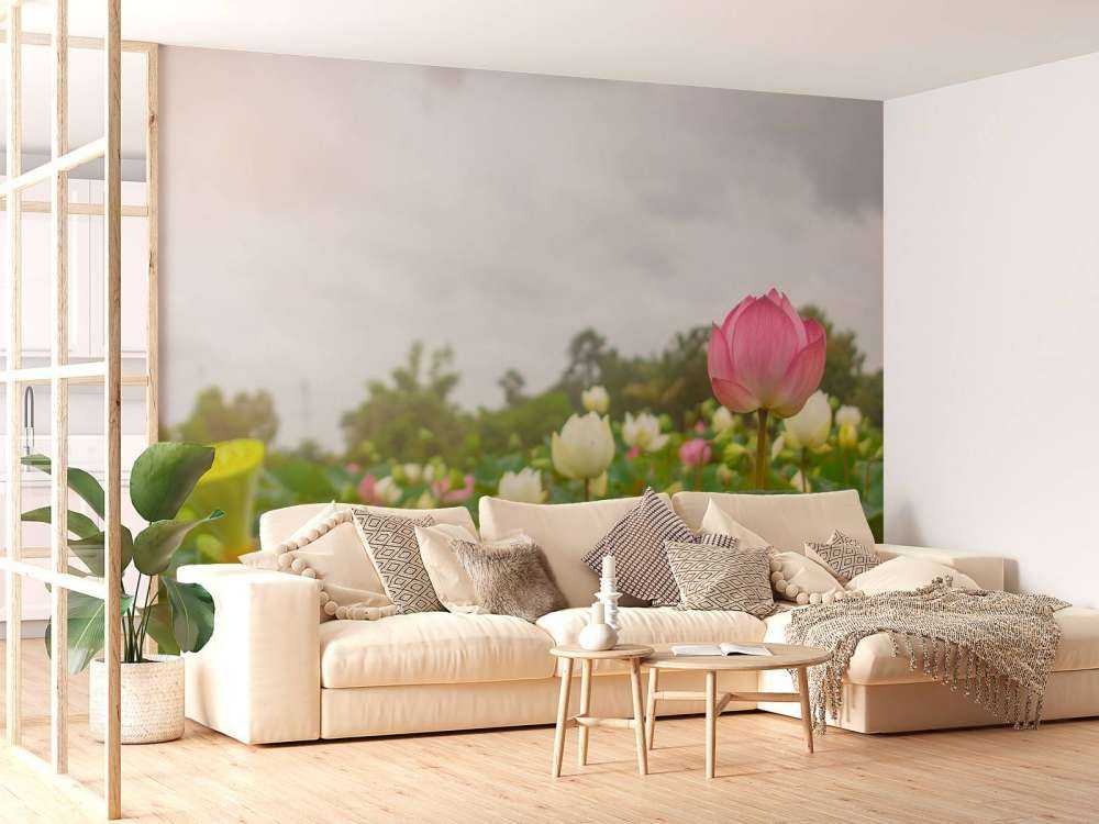 Rosa och vita lotusblommor