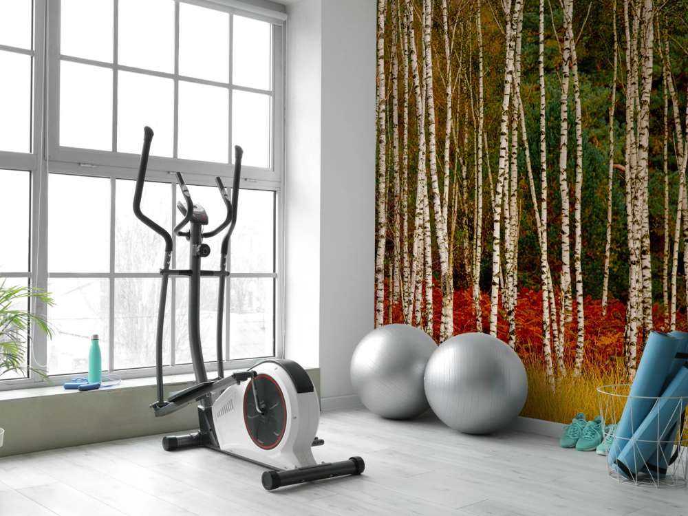 Björkträd i utkanten av skogen