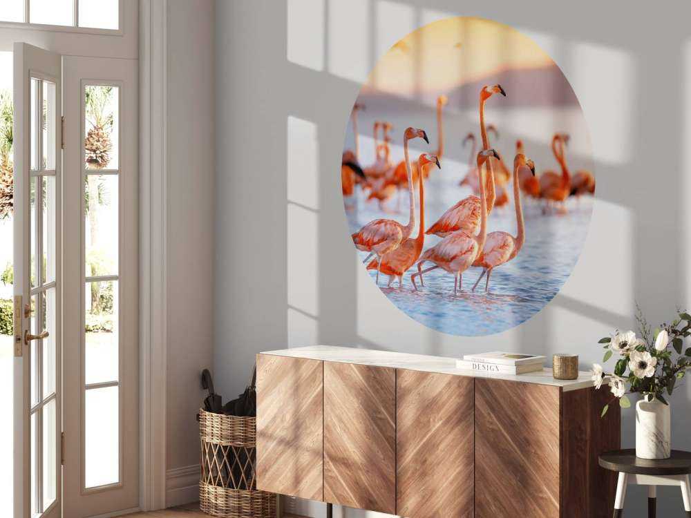 Stirande flamingos