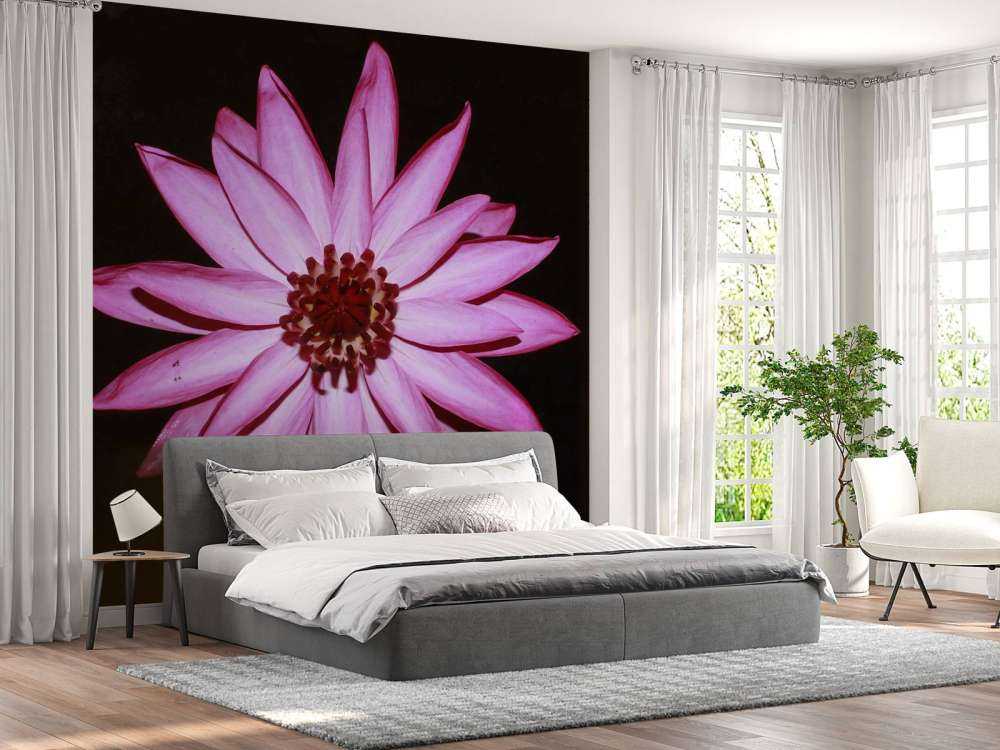 Lotusblomst ovenfra