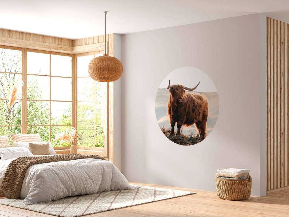 Skotsk højlander på en bakke