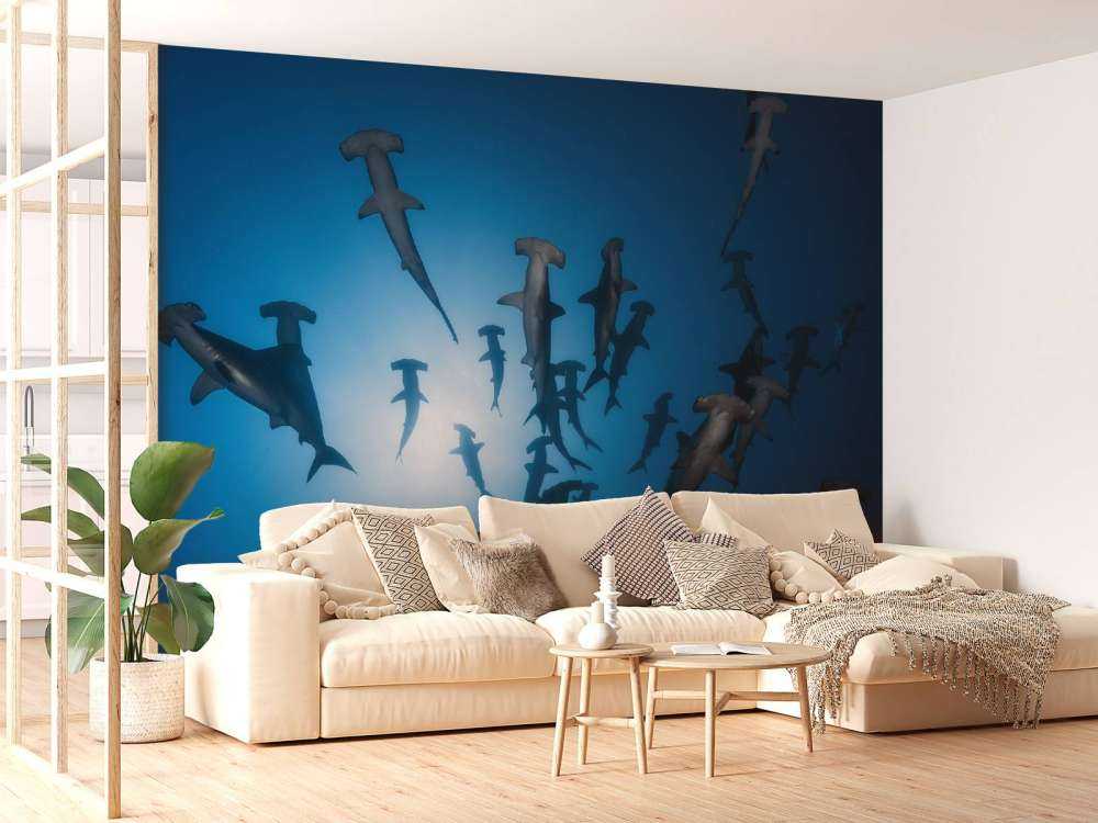 Hammerhead Shark - undervandsfotografering