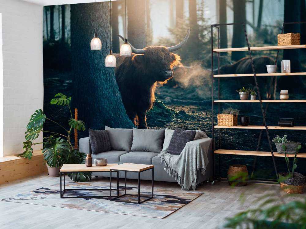 Scottish Highlander i morgenlys