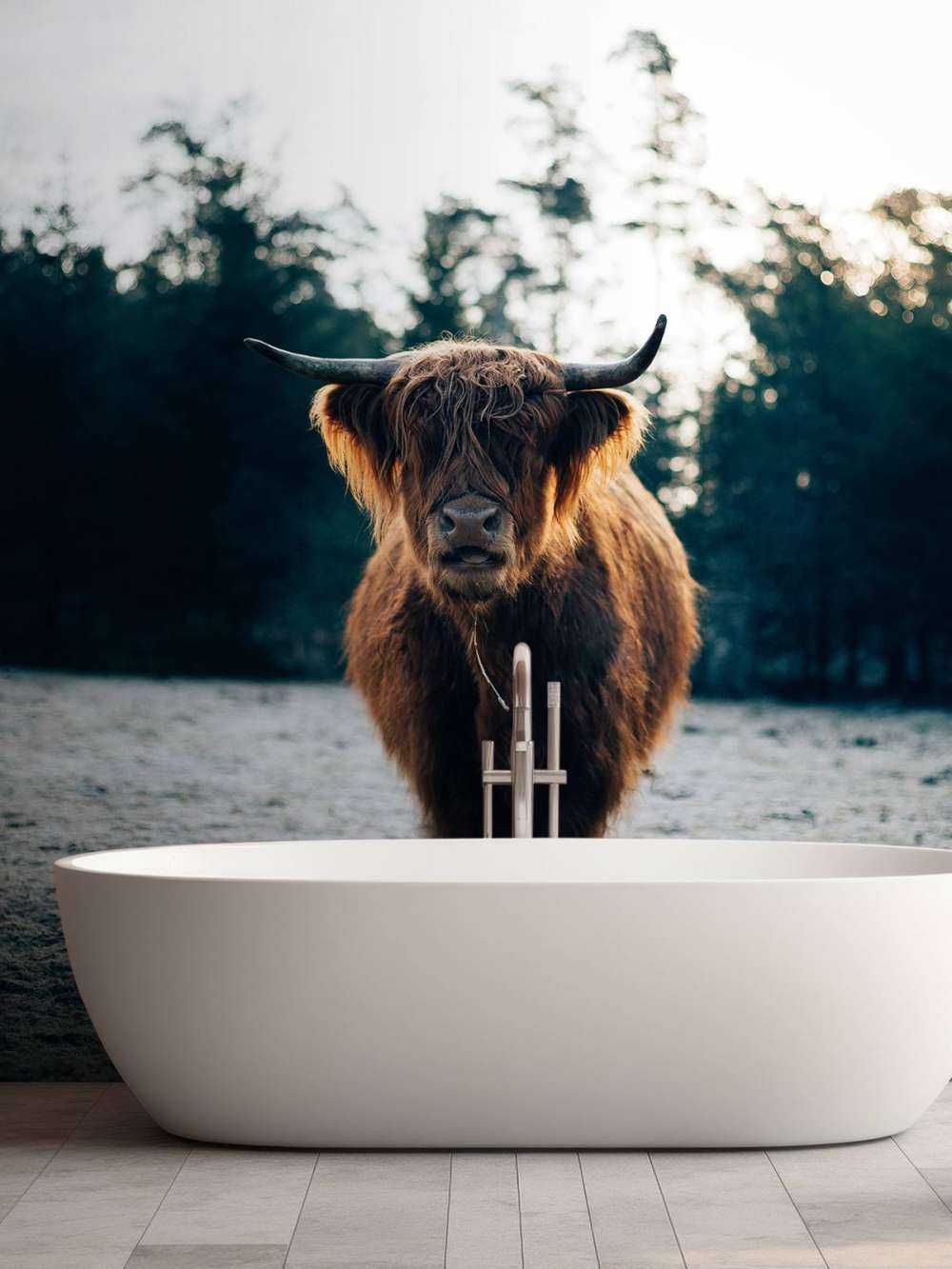 Skotsk highlander i morgonsolen