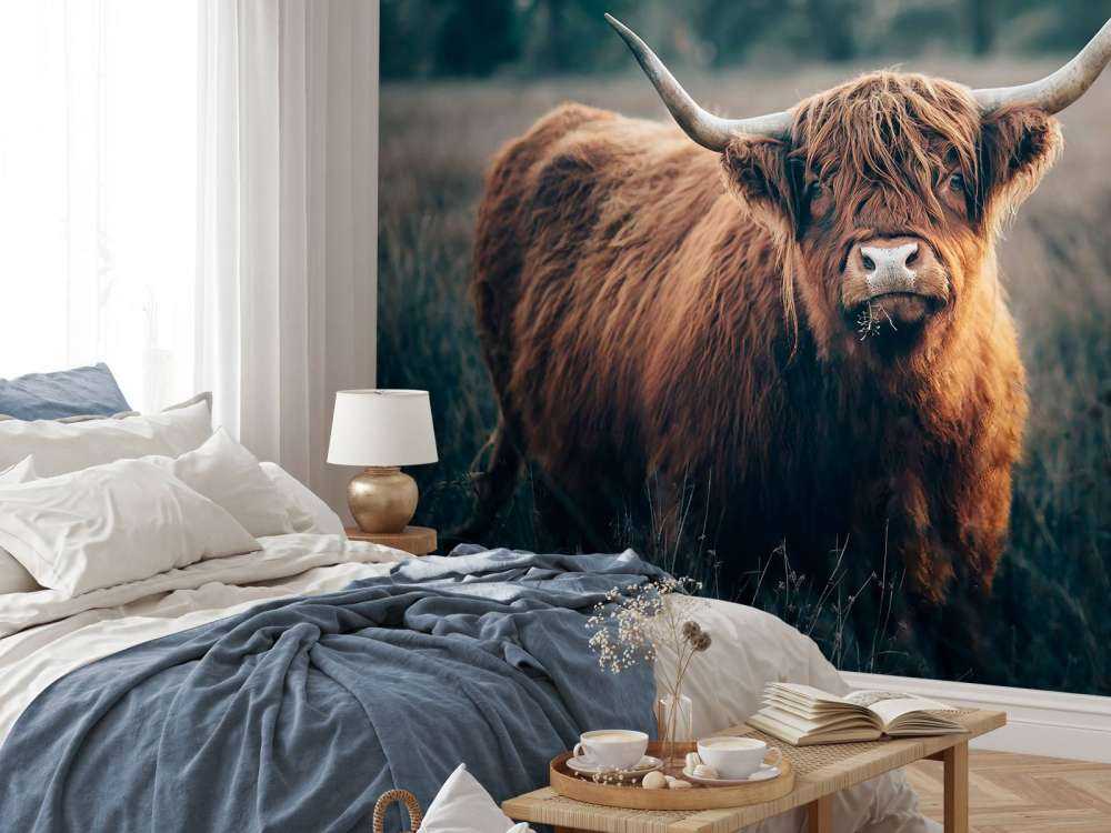 Skotsk högländare i närbild