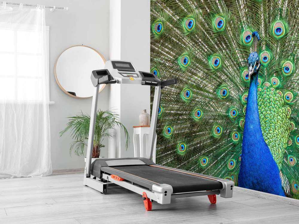 Påfågel med utspända fjädrar