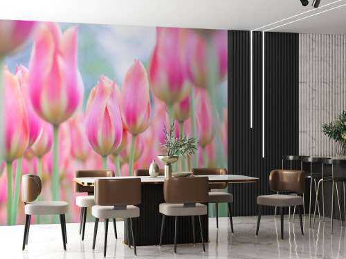 Närbild rosa tulpaner