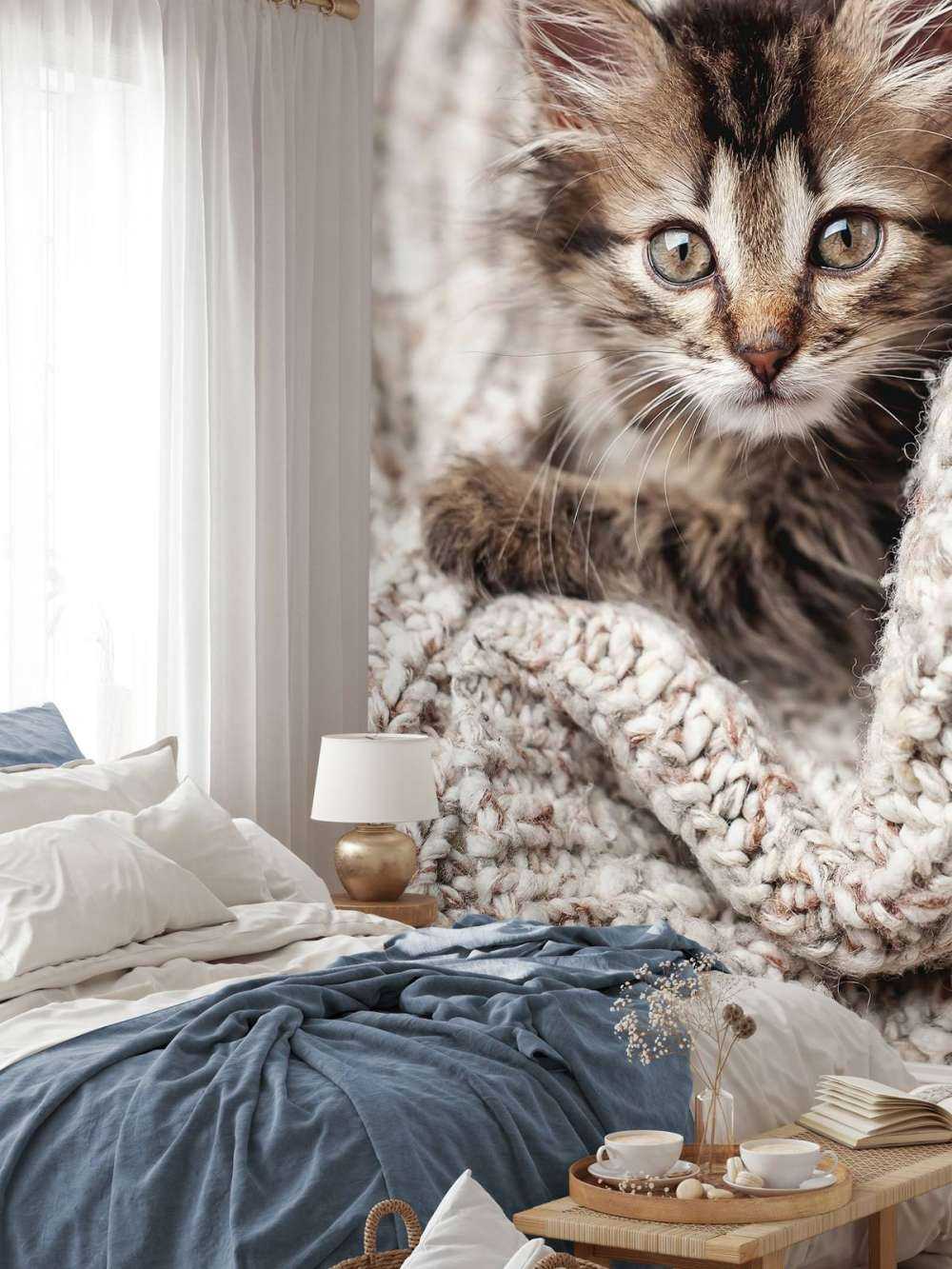 Katt i en filt